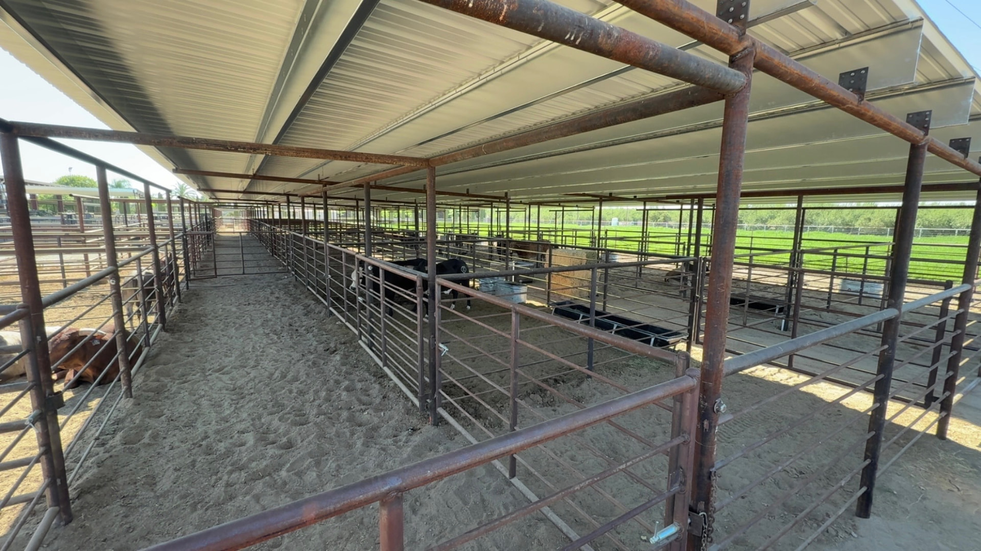 Covered pipe cattle pens with feed bunks at a Fresno County ranch